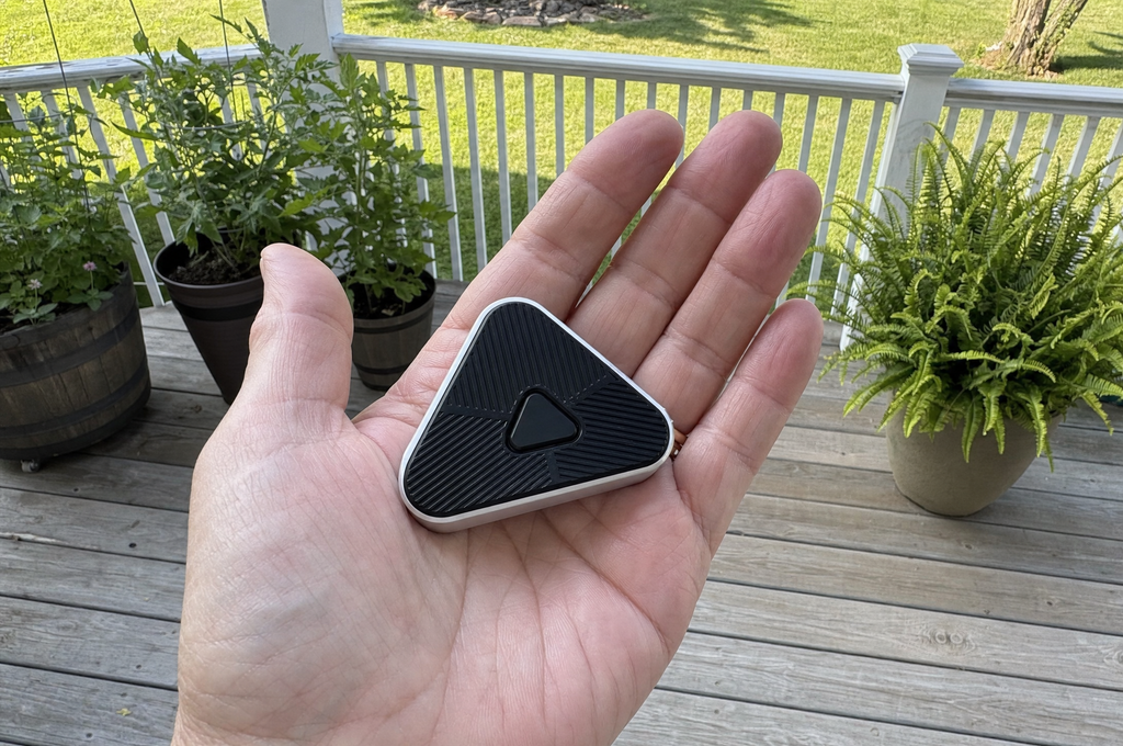 Wild Ward held flat in a palm for scale