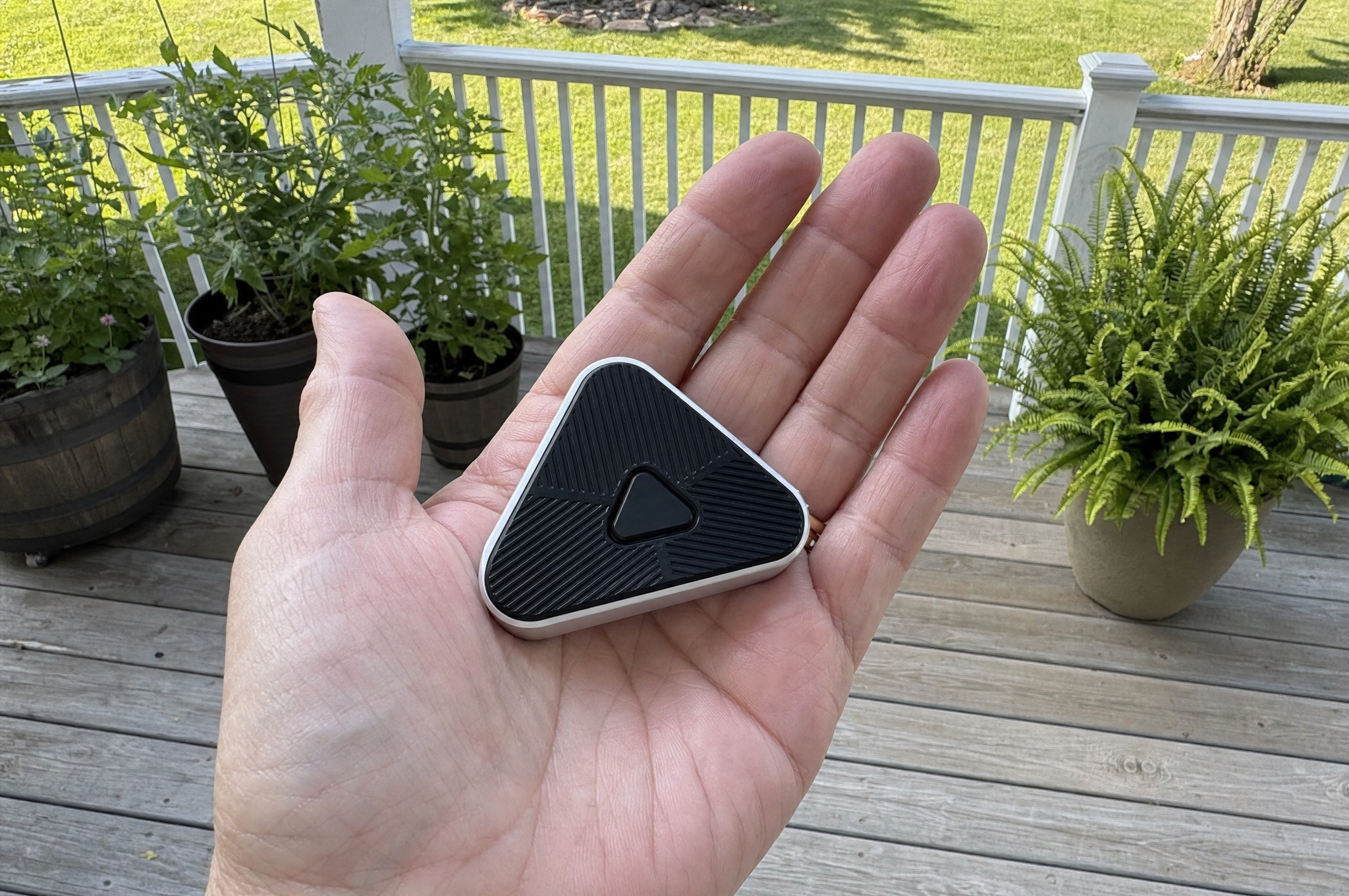 Wild Ward held flat in a palm for scale